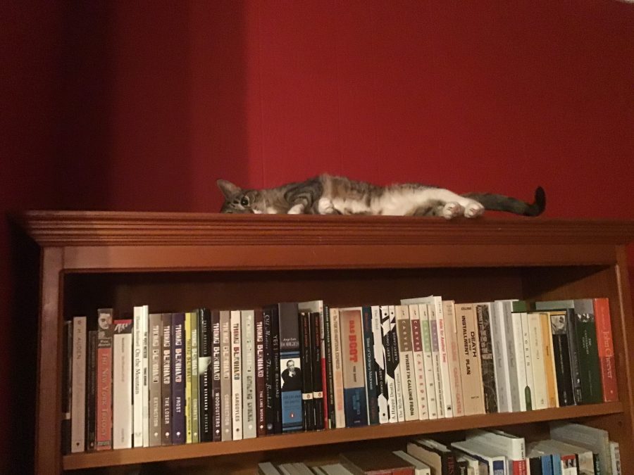 The Cat God turns into the Cat&nbsp;Devil