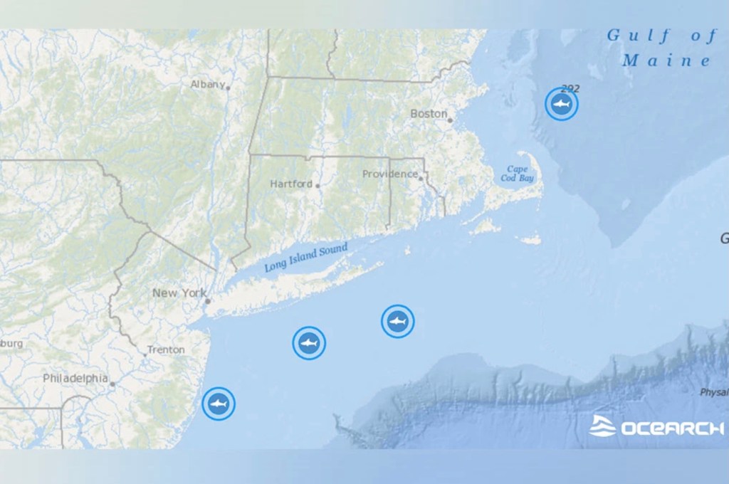 Maneaters waiting for the summer&nbsp;crowd