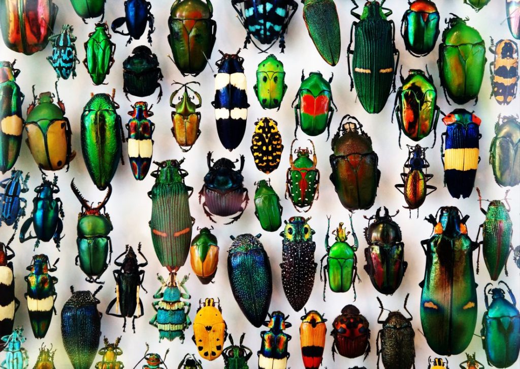 The secret life of&nbsp;insects