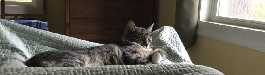 No venomous snakes in the&nbsp;bungalow