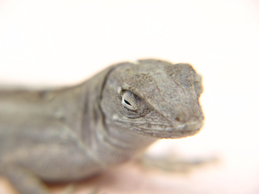 Remembering the good times