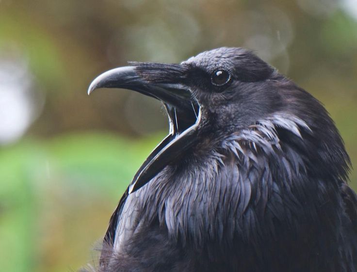Quoth the Jackdaw: Caw, caw,&nbsp;caw