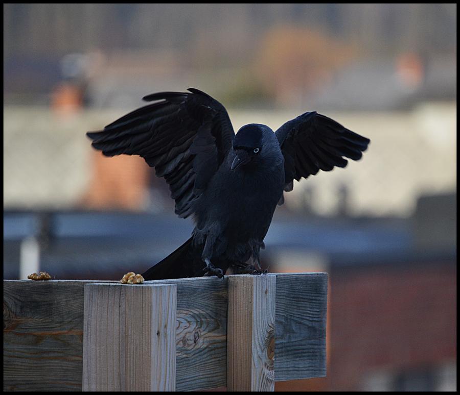 The Jackdaw decries the masked&nbsp;society