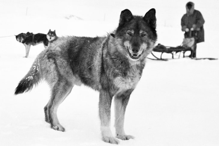 Hero sled dog Balto.
