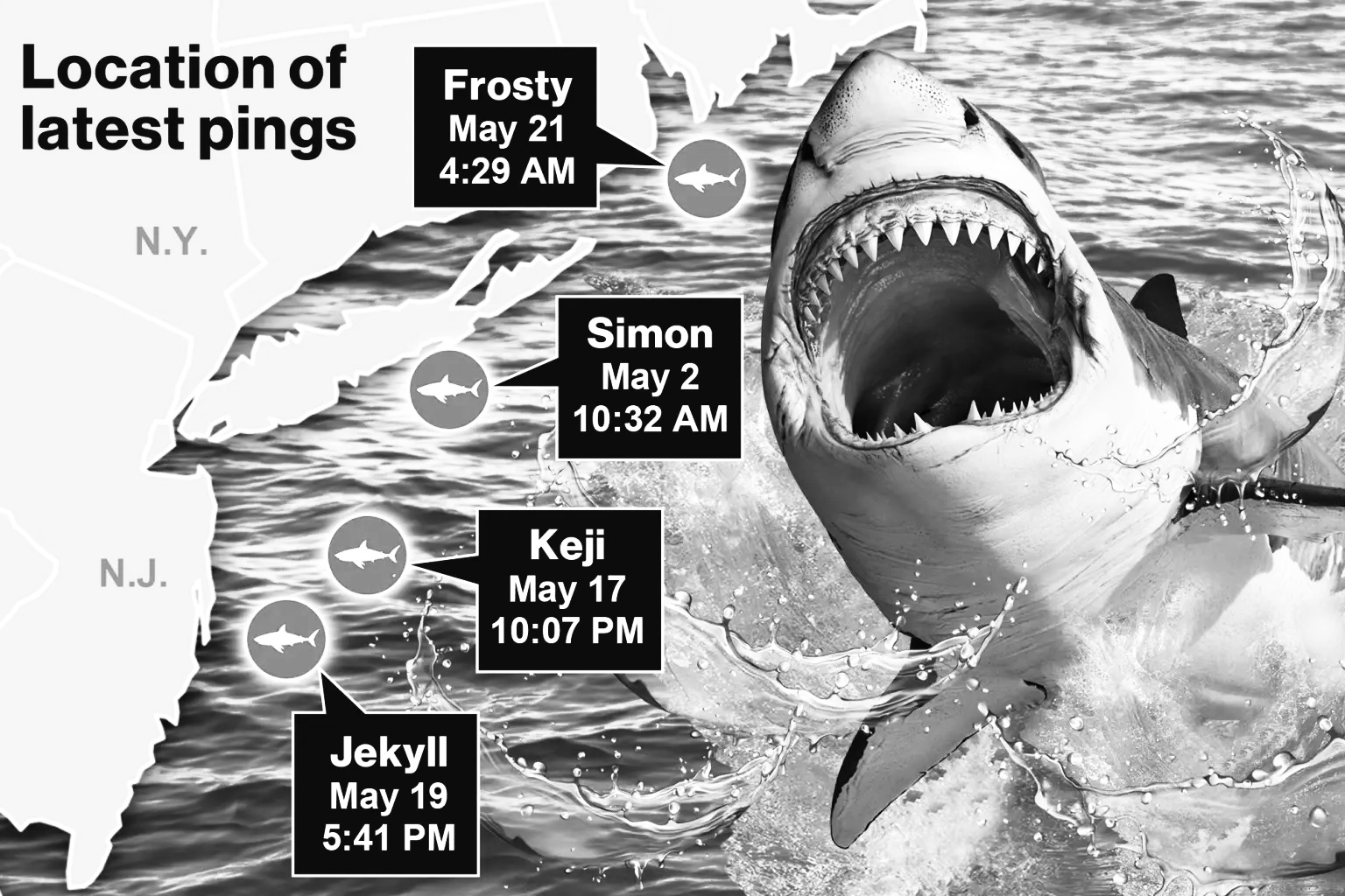 Killer sharks await swimmers