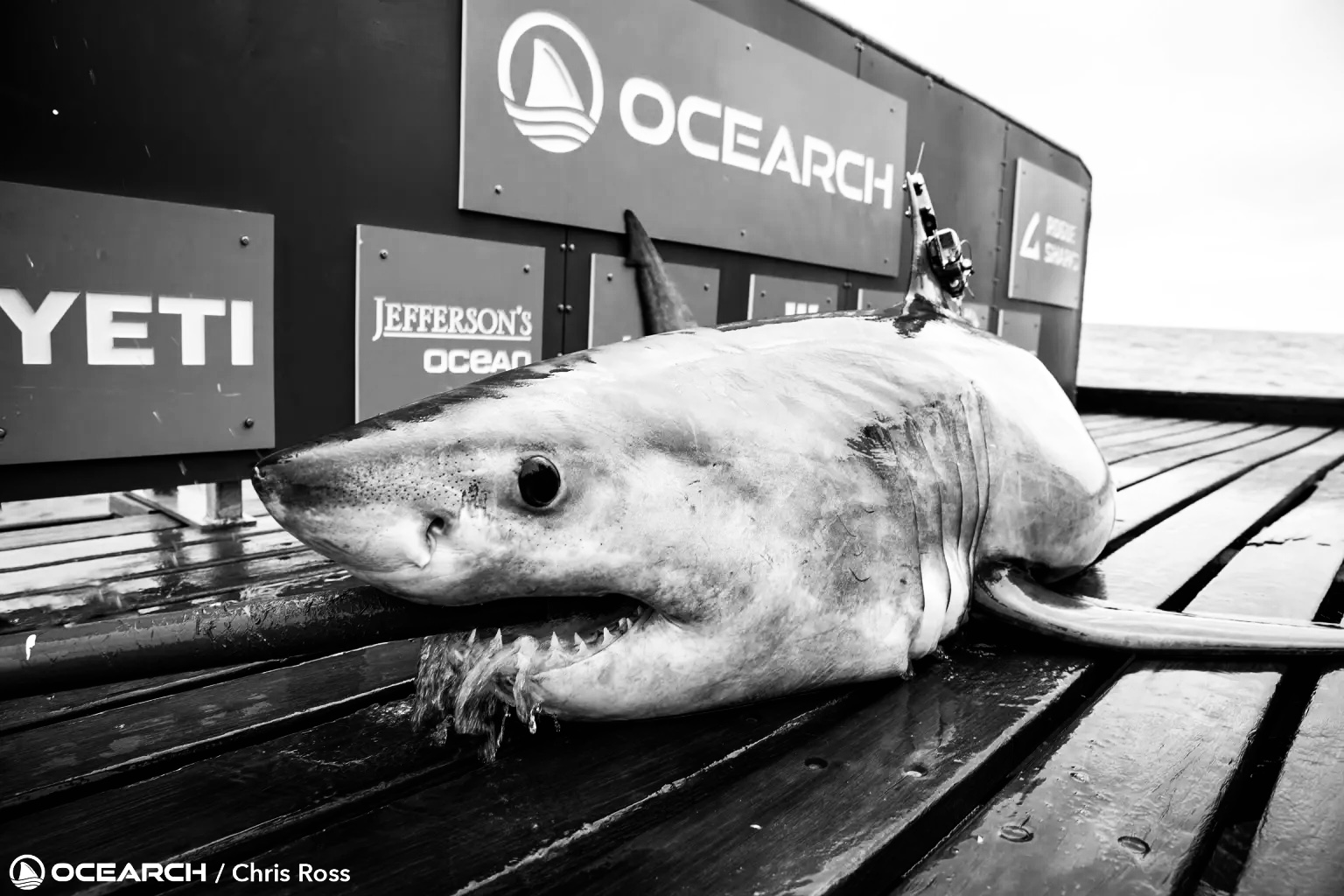 THE Man-eaters aWAIT!