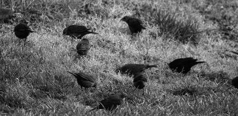 Birds of the&nbsp;hexagon