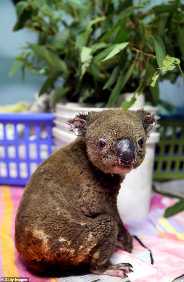 Koalas saved from hellfire 