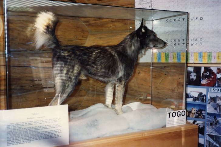 Hero sled dog Balto.