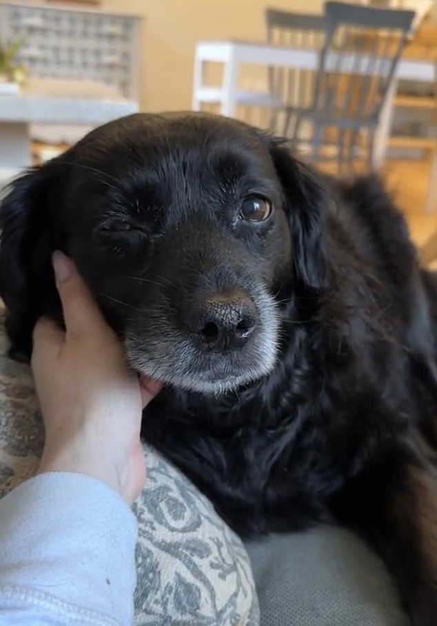 PET DOG’S HEARTBREAKING END