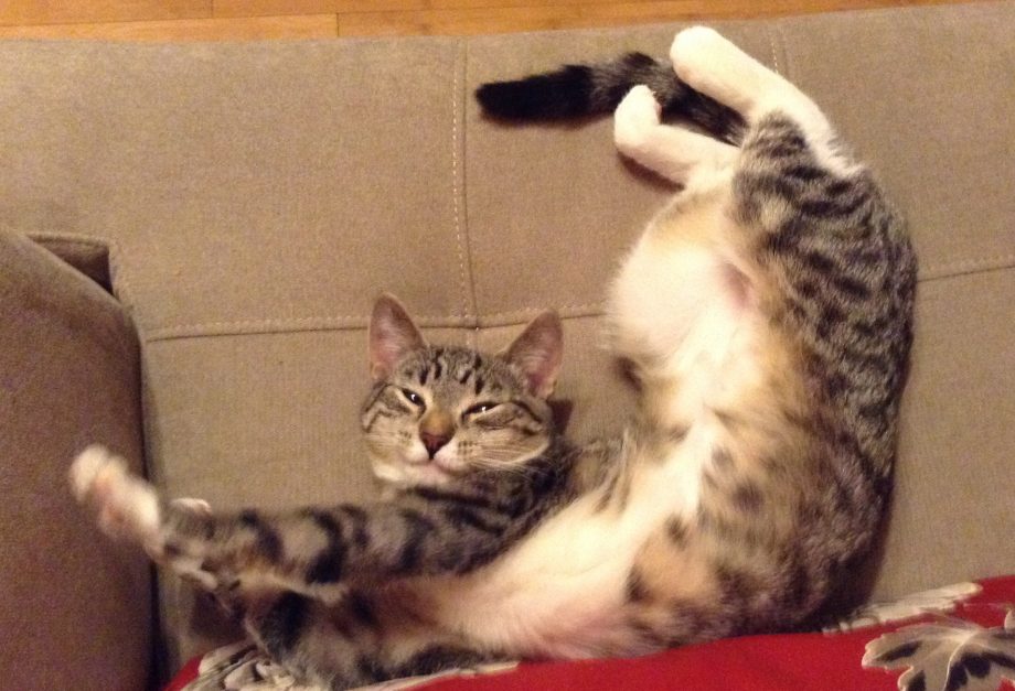 Zen and the Art of Cat Daddy&nbsp;Maintenance